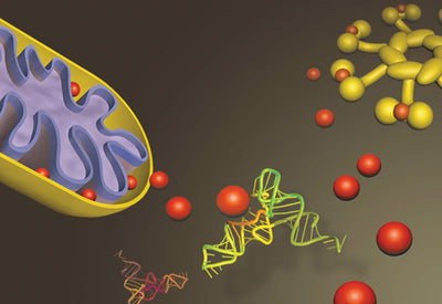 Hackea tu Mitocondria con Hidrógeno Molecular